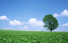 Desktop image. Nature. ID:30647