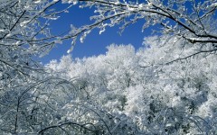 Desktop image. Nature. ID:30664