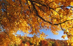 Desktop wallpaper. Nature. ID:30676