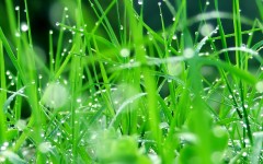 Desktop wallpaper. Nature. ID:30678