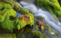 Desktop wallpaper. Nature. ID:30689