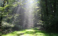 Desktop wallpaper. Nature. ID:30702