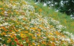 Desktop image. Nature. ID:30735