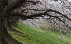 Desktop wallpaper. Nature. ID:30739
