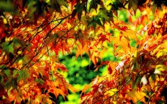 Desktop wallpaper. Nature. ID:30740