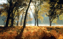 Desktop wallpaper. Nature. ID:30746