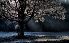 Desktop wallpaper. Nature. ID:30749