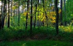 Desktop wallpaper. Nature. ID:30777