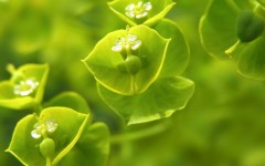 Desktop wallpaper. Nature. ID:30808