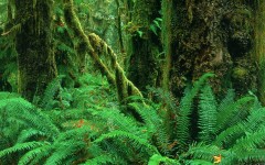 Desktop wallpaper. Nature. ID:30840
