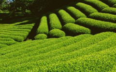 Desktop wallpaper. Nature. ID:30878