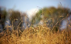 Desktop wallpaper. Nature. ID:30885