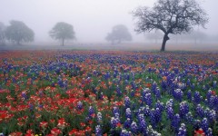 Desktop wallpaper. Nature. ID:30886