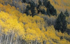 Desktop wallpaper. Nature. ID:30891