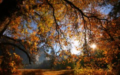 Desktop wallpaper. Nature. ID:30944