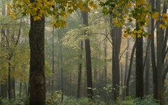 Desktop wallpaper. Nature. ID:30955