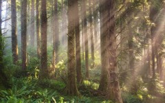 Desktop wallpaper. Nature. ID:30960