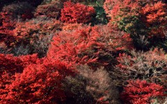 Desktop wallpaper. Nature. ID:30961