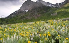 Desktop wallpaper. Nature. ID:30967