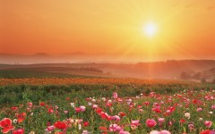 Desktop wallpaper. Nature. ID:30983