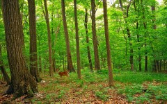 Desktop image. Nature. ID:31000