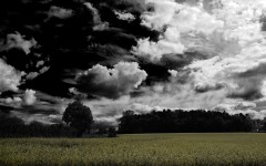 Desktop image. Nature. ID:31011