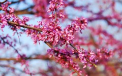 Desktop image. Nature. ID:31013