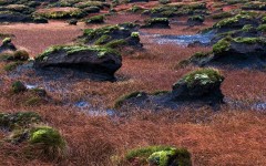 Desktop image. Nature. ID:31014