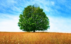 Desktop wallpaper. Nature. ID:31016