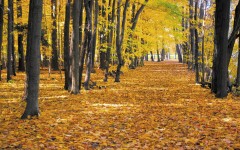 Desktop wallpaper. Nature. ID:31020
