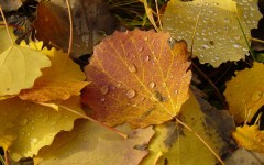 Desktop wallpaper. Nature. ID:31035