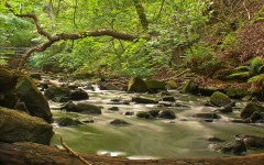 Desktop wallpaper. Nature. ID:31037