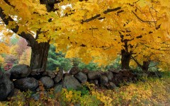 Desktop wallpaper. Nature. ID:31038