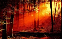Desktop wallpaper. Nature. ID:31051