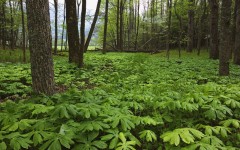 Desktop wallpaper. Nature. ID:31061