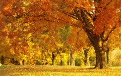 Desktop wallpaper. Nature. ID:31064