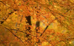 Desktop wallpaper. Nature. ID:31068