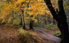 Desktop wallpaper. Nature. ID:31070