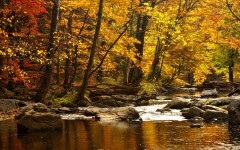 Desktop wallpaper. Nature. ID:31072