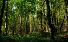 Desktop wallpaper. Nature. ID:31073