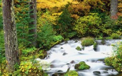 Desktop wallpaper. Nature. ID:31090