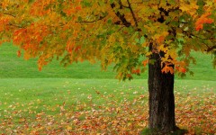 Desktop wallpaper. Nature. ID:31095