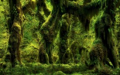 Desktop wallpaper. Nature. ID:51080