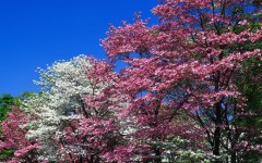 Desktop wallpaper. Nature. ID:31099