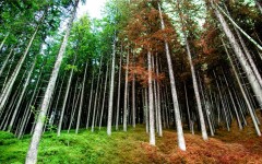 Desktop wallpaper. Nature. ID:31137