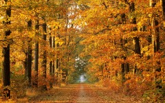 Desktop wallpaper. Nature. ID:31140