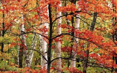 Desktop wallpaper. Nature. ID:31148