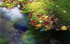 Desktop wallpaper. Nature. ID:31159