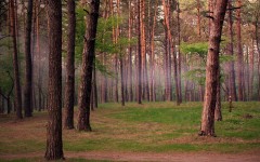 Desktop wallpaper. Nature. ID:31171