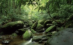 Desktop wallpaper. Nature. ID:31181